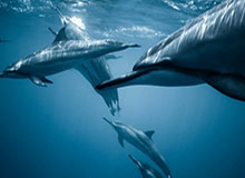 开云官网-华体会官网入口：开启你的体育热潮与智慧投注之旅